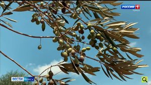 Вести-Томск, выпуск от 29.10.2025 11:30