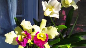 Домашние цветение орхидей. Каттлея и пафиопедилум White Lady.