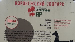 Воронежский зоопарк. Лама.