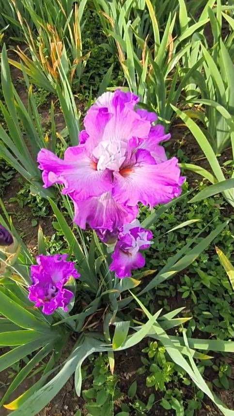 ирис шестифолый FULL DISCLOSURE (T.Johnson, 2013)