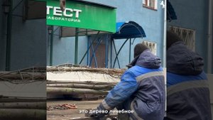 🌳 Во Владимире продолжаются работы по озеленению!