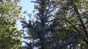 Осенние этюды