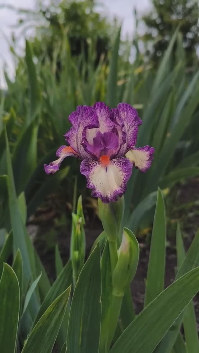 ирис карликовый (SDB) 'Inclination' (P.Black, 2018)