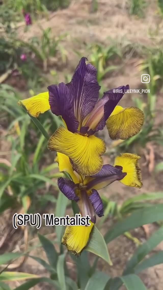 ирис спурия (SPU) 'Mentalist' (Alla Chernoguz, R. 2024)