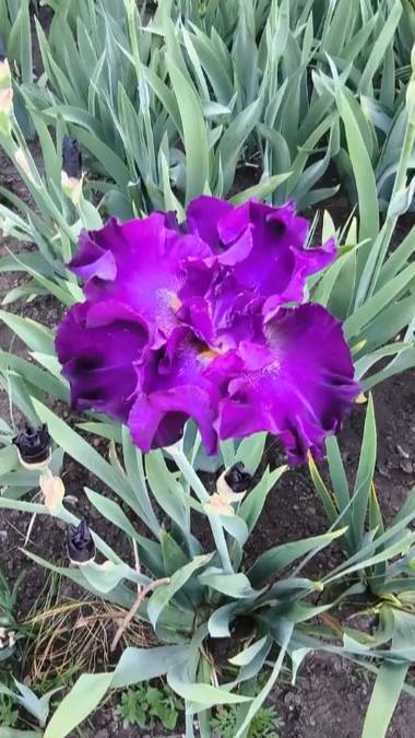 ирис шестифолый ORBISON (Frederick Kerr, 2008)