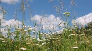 М.Михайлов Ромашка белая