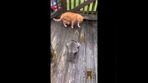 Видео от МЯУтаверс – как метавселенная, но с котами