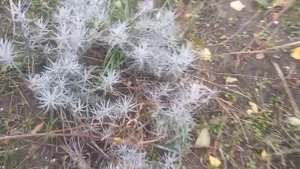 Готовлю трубы. Как сохранить хризантемы?