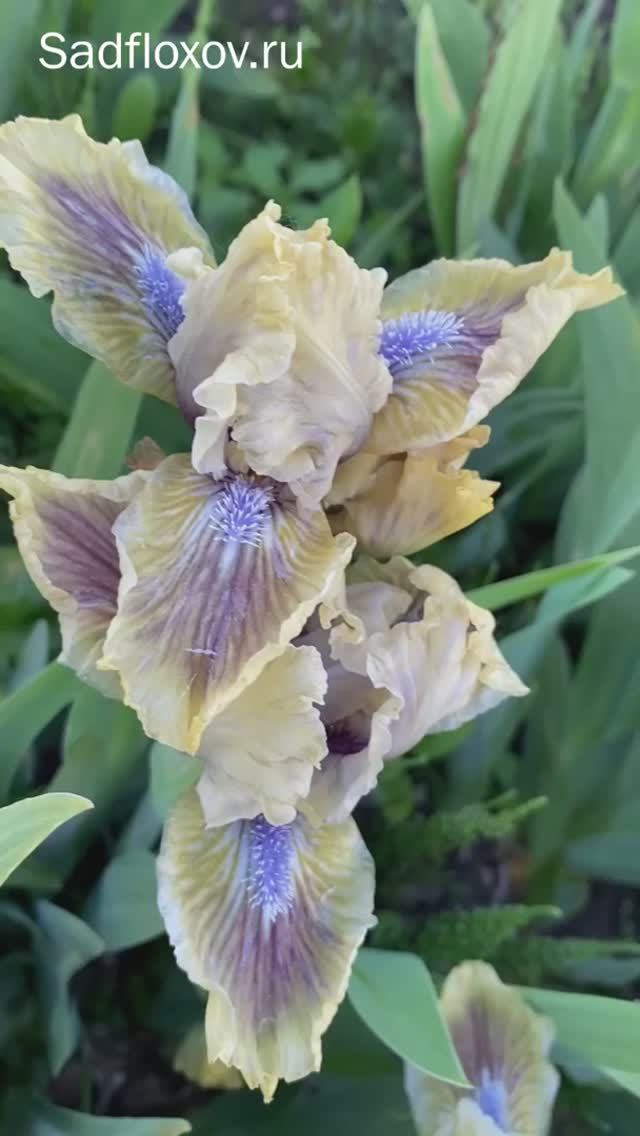 ирис карликовый (SDB) 'Kiwi Slices' (Киви Слайсес) (O. David Niswonger, R. 1989)