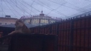 APQE7996 Шархан 29.10.2025 Видео от опекуна Светланы