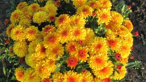 Хризантема почтой, осень 2025