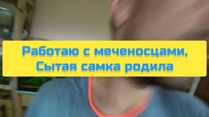 РАБОТАЮ С МЕЧЕНОСЦАМИ, СЫТАЯ САМКА РОДИЛА