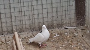 Будни  голубятника.                  .mp4