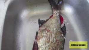 Секрет чистки леща за 3 минуты видео: Чешуя отлетает сама!