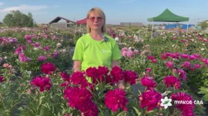 Mons Martin Cahuzac peony. Монс Мартин Кахюзак пион. Пулков сад (2025 г.)