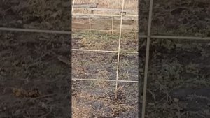 Очень бюджетная теплица.