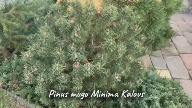 Pinus mugo Minima Kalous