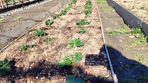 28-10-2025 осенняя посадка клубники