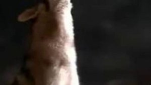 И снова воет пёс.