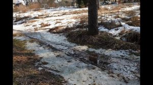 3. Вот знакомая тропинка к речке Оредеж ведет