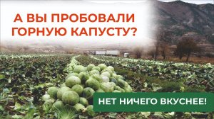 Горные, отличные кочаны капусты выросли в Дагестане. Смотрите, как!