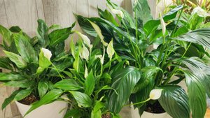 МАЛО КТО ЗНАЕТ что ТОЛЬКО ТАКИМ СПОСОБОМ СПАТИФИЛЛУМ ЗАЦВЕТЕТ