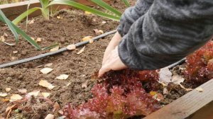 ВЫ ВСЕ ЕЩЕ ПОКУПАЕТЕ САЛАТ?