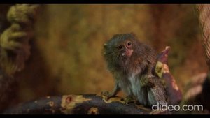 Зараженные гепатитом и коронавирусом обезьяны сбежали после аварии в США