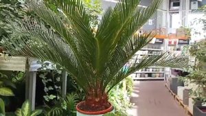 #красота 🔥 ананасов и цветов осенью