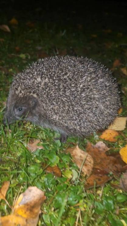 Очаровательный ежик