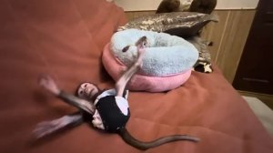 Смотреть как играются Финик и Анфиса можно часами)