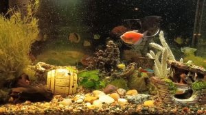 Таймлапс аквариума, 15х