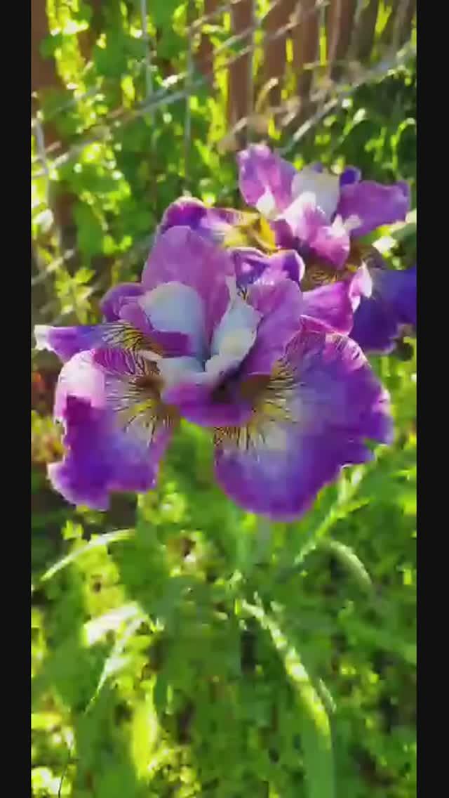 ирис сибирский 'How Audacious' (Хау Аудейшенс) (Robert Hollingworth, R. 2009)