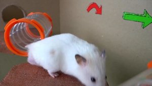 Хомячок проходит препятствия