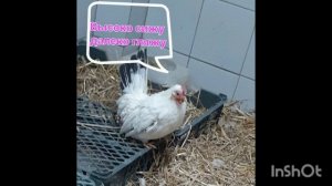 InShot_20251029_180448624.mp4