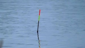 Рыбалка на поплавок 27 октября на плотву и краснопёрку с настила через тростник - мотыль рулит