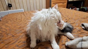 Знакомтесь Бася. Как поживает наш котик.