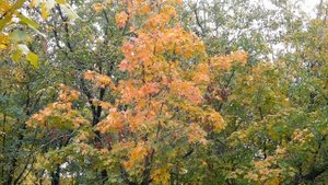 28=10=2025  ПВН  (17)