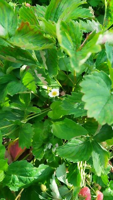 Клубника зреет. 🍓 Лето 2025, севера.