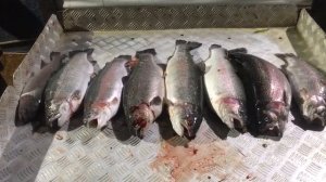 улов форели 13 кг