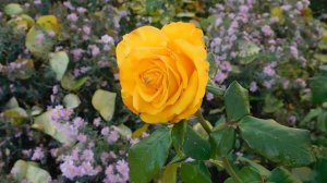 26=10=2025  ХБК -=- СБС  пвн   (259)