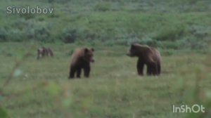 Медвежий рай.