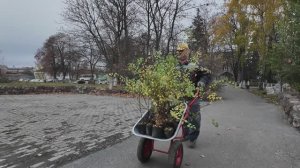 На Лебединском ГОКе появилась «Аллея волонтёров»
