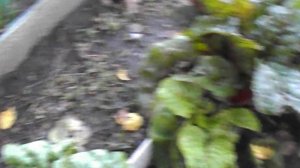 DSCN8402 Мангольд-листовая свекла