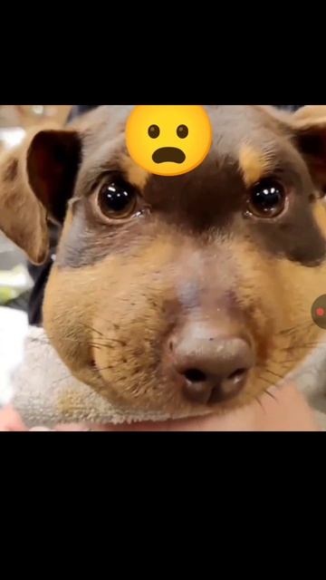 мискам и анеле