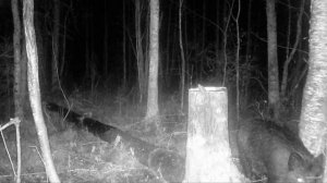 Кого только не  увидишь  на солонце в Ленинградской области.