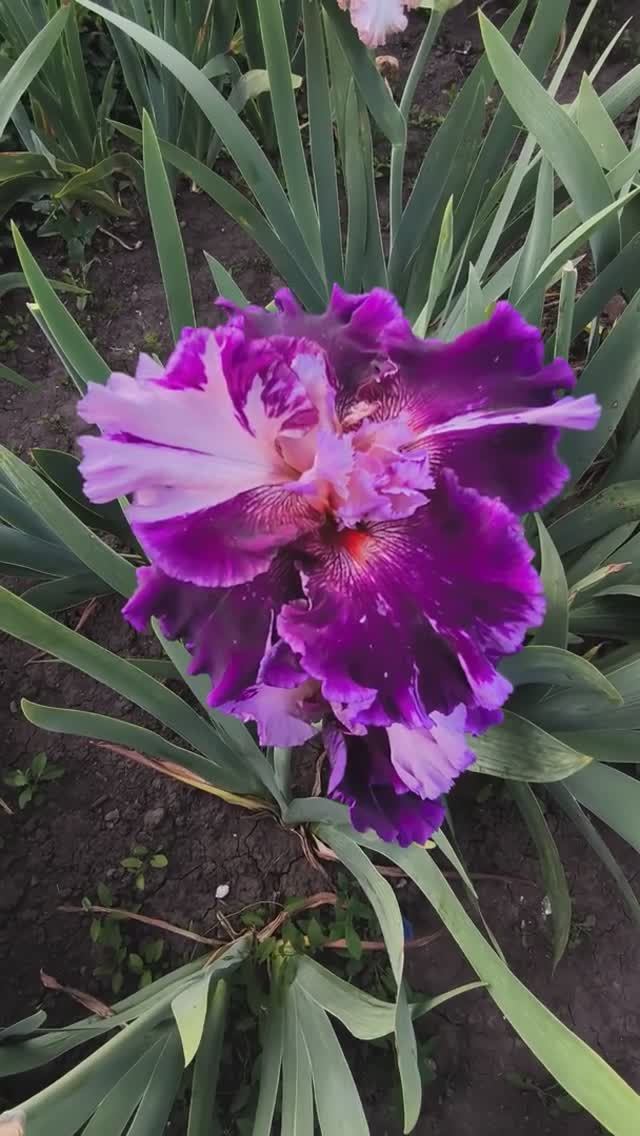 ирис шестифолый ARAZZO (Bianco, 2022)