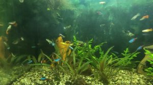 Аквариумные рыбки /  Релакс /  Аквариум 100 литров /