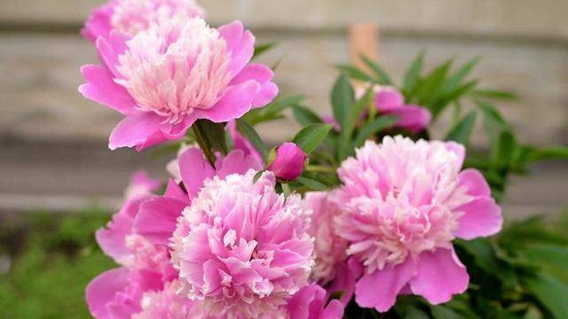 Песня "Скажи мне" (Эва Шервуд)