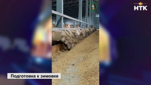 В Калмыкии объем заготовленных кормов составляет 97%